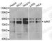 Aryl Hydrocarbon Receptor Nuclear Translocator antibody, A0972, ABclonal Technology, Western Blot image 