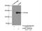 GEM Interacting Protein antibody, 25917-1-AP, Proteintech Group, Immunoprecipitation image 