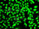 COP9 Signalosome Subunit 2 antibody, A7037, ABclonal Technology, Immunofluorescence image 