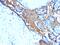 Glycophorin A (MNS Blood Group) antibody, MBS439352, MyBioSource, Immunohistochemistry frozen image 