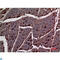 Actin Alpha Cardiac Muscle 1 antibody, LS-C814151, Lifespan Biosciences, Immunohistochemistry paraffin image 