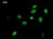 SCAN Domain Containing 1 antibody, LS-C342444, Lifespan Biosciences, Immunofluorescence image 