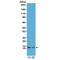 Histone Cluster 4 H4 antibody, GTX60912, GeneTex, Western Blot image 
