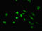 TM2 Domain Containing 3 antibody, LS-C397908, Lifespan Biosciences, Immunofluorescence image 