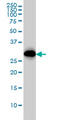 Cyclin Dependent Kinase 1 antibody, LS-C133064, Lifespan Biosciences, Western Blot image 