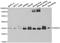 Annexin A4 antibody, A6280, ABclonal Technology, Western Blot image 
