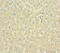 Nuclear nucleic acid-binding protein C1D antibody, CSB-PA03474A0Rb, Cusabio, Immunohistochemistry frozen image 