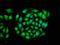 Ras Related GTP Binding A antibody, LS-B11376, Lifespan Biosciences, Immunofluorescence image 