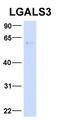 Galectin 3 antibody, orb330771, Biorbyt, Western Blot image 