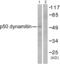 Dynactin Subunit 2 antibody, abx013167, Abbexa, Western Blot image 