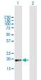 C-Type Lectin Domain Family 3 Member A antibody, H00010143-B01P, Novus Biologicals, Western Blot image 