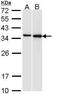 Pirin antibody, PA5-29778, Invitrogen Antibodies, Western Blot image 