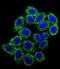 Endothelin 1 antibody, abx026236, Abbexa, Immunocytochemistry image 