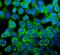 Y-Box Binding Protein 1 antibody, PB9465, Boster Biological Technology, Immunofluorescence image 