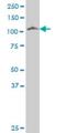 Protocadherin 7 antibody, H00005099-A01, Novus Biologicals, Western Blot image 