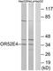 Olfactory Receptor Family 52 Subfamily E Member 4 antibody, TA316414, Origene, Western Blot image 