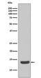 H2A Histone Family Member X antibody, M00241-1, Boster Biological Technology, Western Blot image 