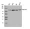 Ruk antibody, A02835-1, Boster Biological Technology, Western Blot image 