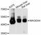 Melanoma-associated antigen 4 antibody, abx126110, Abbexa, Western Blot image 