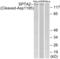 Spectrin Alpha, Non-Erythrocytic 1 antibody, abx015549, Abbexa, Western Blot image 