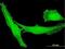 Leucine Rich Repeat Containing 23 antibody, H00010233-B01P, Novus Biologicals, Immunofluorescence image 