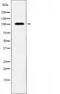 Inhibitor Of DNA Binding 4, HLH Protein antibody, orb225590, Biorbyt, Western Blot image 