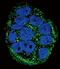 Frataxin antibody, abx032828, Abbexa, Immunofluorescence image 