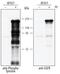 Phosphotyrosine antibody, AGM1676, R&D Systems, Immunoprecipitation image 
