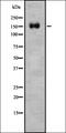 Slit Guidance Ligand 3 antibody, orb336966, Biorbyt, Western Blot image 
