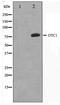 POU Class 2 Homeobox 1 antibody, TA347442, Origene, Western Blot image 