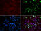 MutS Homolog 6 antibody, 18-979, ProSci, Immunofluorescence image 