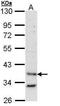 HAP antibody, PA5-29585, Invitrogen Antibodies, Western Blot image 