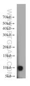 HIG1 Hypoxia Inducible Domain Family Member 1A antibody, 21749-1-AP, Proteintech Group, Western Blot image 