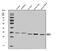 Superoxide Dismutase 3 antibody, A01784-5, Boster Biological Technology, Western Blot image 