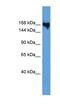 Collagen Type V Alpha 1 Chain antibody, NBP1-68938, Novus Biologicals, Western Blot image 