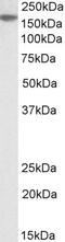 MDS1 And EVI1 Complex Locus antibody, PA5-19283, Invitrogen Antibodies, Western Blot image 