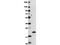 Interferon Lambda 1 antibody, NBP1-77893, Novus Biologicals, Western Blot image 