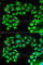 TIMP Metallopeptidase Inhibitor 4 antibody, A6416, ABclonal Technology, Immunofluorescence image 