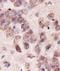 Serine/threonine-protein kinase PINK1, mitochondrial antibody, TA336796, Origene, Immunohistochemistry frozen image 