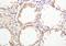 Foot-and-mouth disease virus antibody, orb2060, Biorbyt, Immunohistochemistry paraffin image 