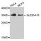 Solute Carrier Family 25 Member 15 antibody, STJ25570, St John