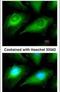 OTU Deubiquitinase, Ubiquitin Aldehyde Binding 1 antibody, PA5-21402, Invitrogen Antibodies, Immunofluorescence image 