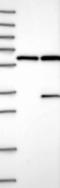 GTP Binding Protein 8 (Putative) antibody, NBP1-81679, Novus Biologicals, Western Blot image 