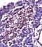 FSHB antibody, orb10985, Biorbyt, Immunohistochemistry paraffin image 