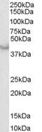 Caspase 4 antibody, 45-363, ProSci, Western Blot image 