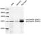 Mitogen-Activated Protein Kinase 1 antibody, LS-C203045, Lifespan Biosciences, Western Blot image 