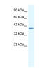 Zinc Finger Protein 365 antibody, 27-537, ProSci, Immunohistochemistry frozen image 