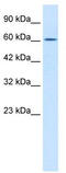 Tripartite Motif Containing 17 antibody, TA336056, Origene, Western Blot image 