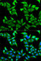 Nectin Cell Adhesion Molecule 2 antibody, 19-627, ProSci, Immunofluorescence image 