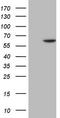 Fms Related Tyrosine Kinase 1 antibody, LS-C340077, Lifespan Biosciences, Western Blot image 